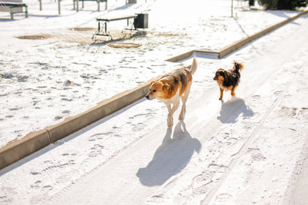 A stray dog in the bitter winter cold is looking for love and attention from a kind person on the...
