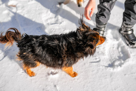 A sad dog on the street in the winter cold is seeking affection and care from a passerby.の写真素材