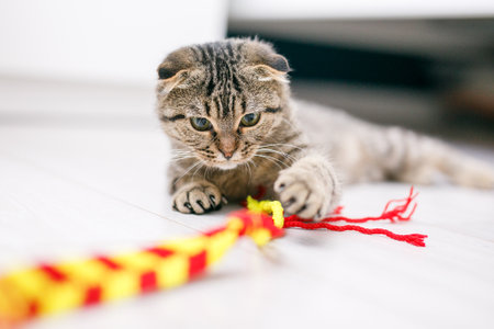 A Scottish lop-eared cat plays with ribbons on a light-colored wood floor. Light background with space for text.の写真素材
