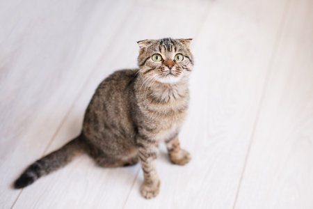 Scottish lop-eared cat with green eyes sitting on a light wooden floor. Light background with space...