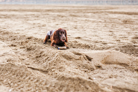 Energetic Brown Springer Spaniel Frolicking on Sandy Shore.の写真素材