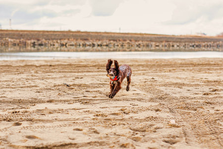 Energetic Brown Springer Spaniel Frolicking on Sandy Shore.の写真素材