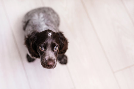 Russian spaniel puppy isolated on white wooden floor.の写真素材