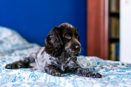 Cute spaniel on bed indoorsの写真素材