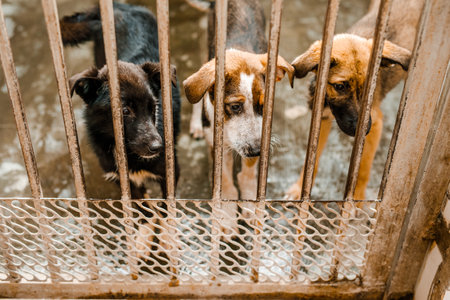 An unhappy homeless dog is in a filthy kennel at the shelter, gazing mournfully.の写真素材
