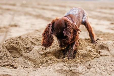 A young brown Russian springer spaniel digs in the wet sand.の写真素材
