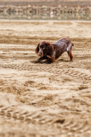 A young brown springer spaniel digs in the sand.の写真素材