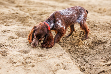 A young brown Russian springer spaniel digs in the wet sand.の写真素材