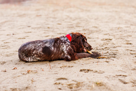 Brown Springer Spaniel Having Fun on Sandbank.