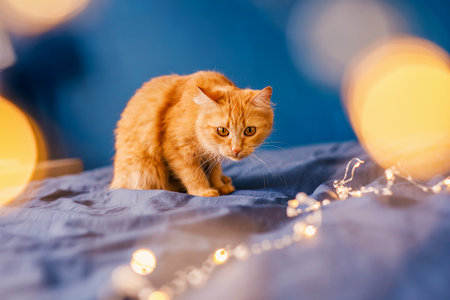 Cute ginger cat lying in bed. Fluffy pet comfortably settled to sleep. Cozy home background with funny pet.の写真素材