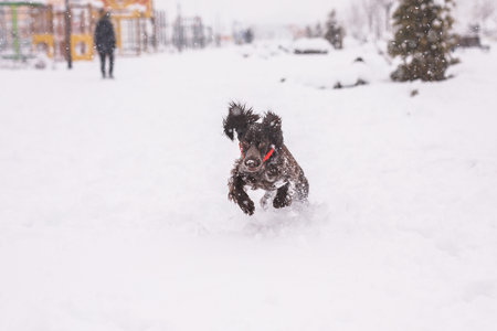 Russian spaniel dog walking outside in winter, playing with me, coming into snowdrifts. The benefits of active walks for hunting dogs.の写真素材