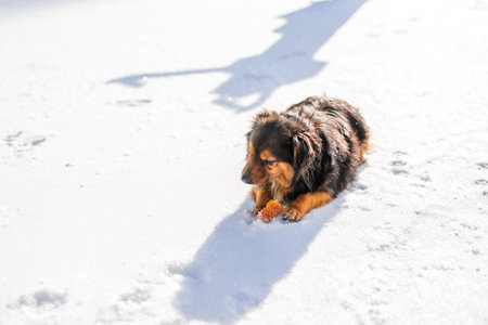 A fluffy black-and-tan stray dog with beautiful fuzzy ears walks in the winter cold.の写真素材