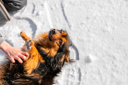 A stray dog in the bitter winter cold is looking for love and attention from a kind person on the street.の写真素材