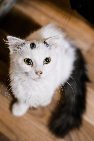 An unhappy ill cat sits in the shelter, looking pitiful and longing for a home.の写真素材