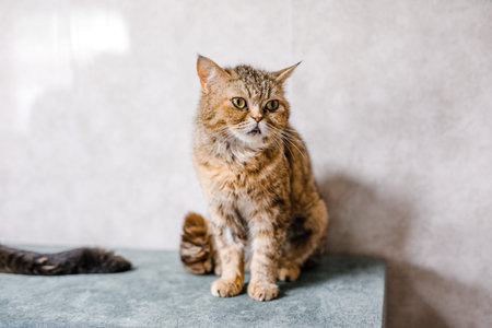 A homeless cat sits in the shelter, looking mournfully and waiting for a family.
