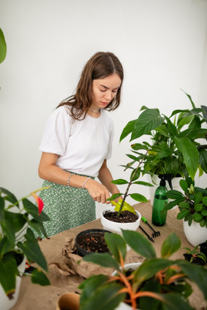 Woman gardeners taking care and transplanting plant a into a new white pot on the wooden table. Home gardening, love of houseplants, freelance. Spring time. Stylish interior with a lot of plants.の写真素材