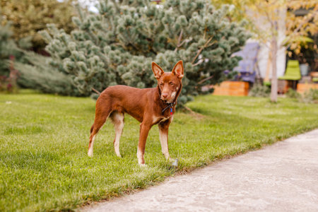 Australian Kelpie puppy outside in the yard on the green lawn.の写真素材