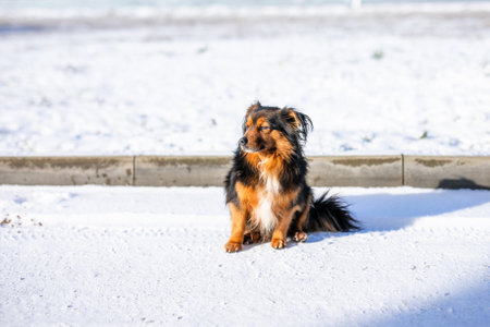 A fluffy dog with black and red fur and lovely fluffy ears wanders the streets during the harsh winter freeze.の写真素材