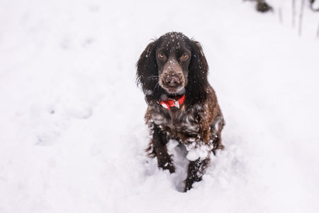Spaniel dog walking outside in winter, playing with me, coming into snowdrifts. The benefits of...