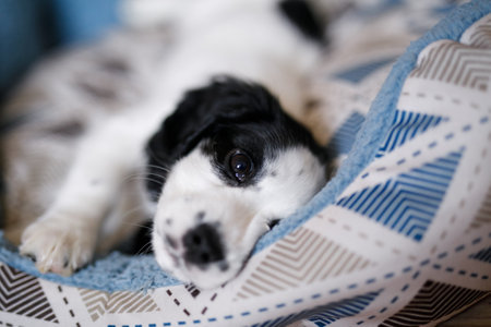 A one-month-old white spaniel puppy with black ears and spots is sitting on its soft, cozy, fluffy blue rug.の写真素材
