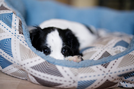 A month-old white spaniel puppy with dark ears and markings is perched on a plush blue carpet.の写真素材