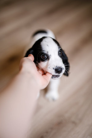 A one-month-old white spaniel puppy with black ears and spots is nibbling its owner's fingers.