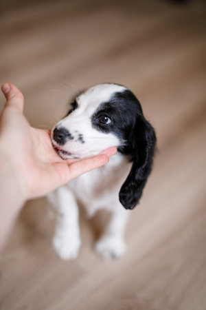 A one-month-old white spaniel puppy with black ears and spots is nibbling its owner's fingers.の写真素材