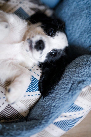 A one-month-old white spaniel puppy with black ears and spots is sitting on its soft, cozy, fluffy blue rug.の写真素材