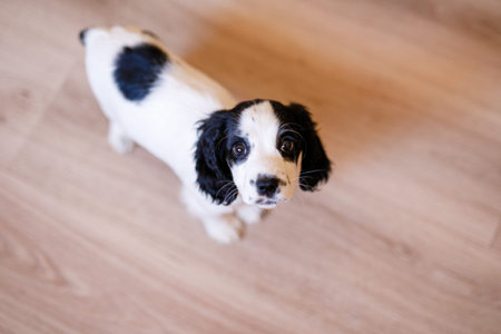 A white spaniel with black ears and spots is playing on a wooden floor.