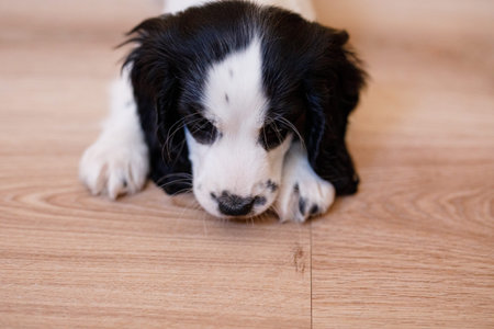 A white spaniel with dark ears and markings is frolicking on the hardwood floor.