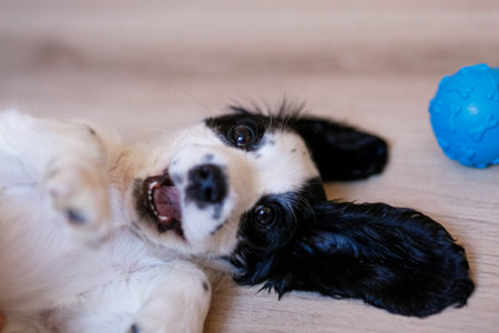 A white spaniel with black ears and spots is joyfully playing on a polished wooden floor with a blue...
