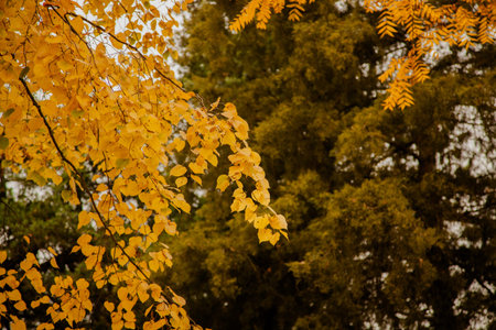 Background of autumn yellow and green leaves with sunlight filtering through.