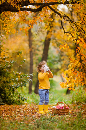 Three-year-old girl having breakfast in autumn park, drinking tea from a cup with a basket of food and fruit nearbyの写真素材