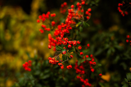 Close-up of orange autumn berries on a bush, background for print or cover.の写真素材