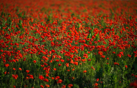 Endless poppy field at sunset on a warm summer day.の写真素材
