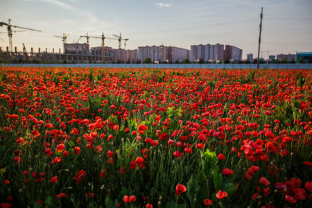 Bright red poppy field in front of a large stadium under construction in Krasnodar.の写真素材