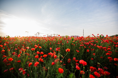 Endless red poppies swaying under golden evening light.