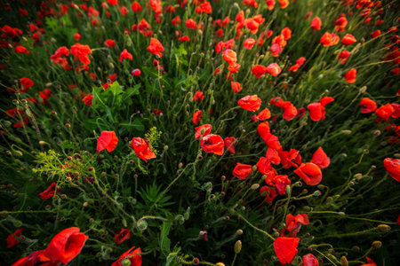 Bright red poppies with green stems growing in a field under a blue sky, wallpaper.の写真素材