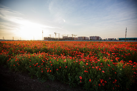 Endless red poppies swaying under golden evening light.