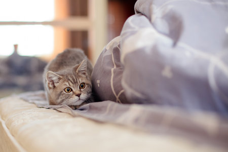 Small gray lop-eared British kitten plays on the bed at home.の写真素材