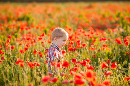 A little boy plays in the field, exploring the plants.の写真素材