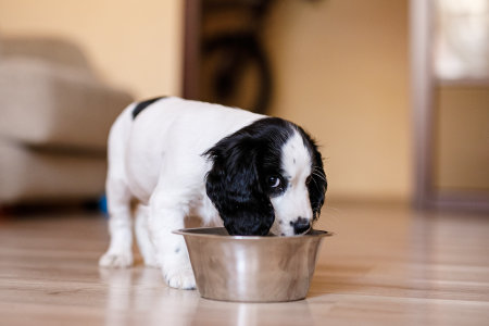 One-month-old Cocker Spaniel puppy eating food from a large bowl on a parquet floor.の写真素材