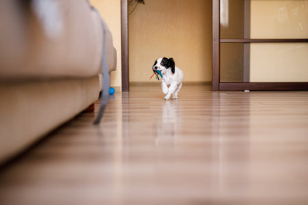 Small Russian spaniel puppy playing on a wooden parquet floor with a blue toy.の写真素材