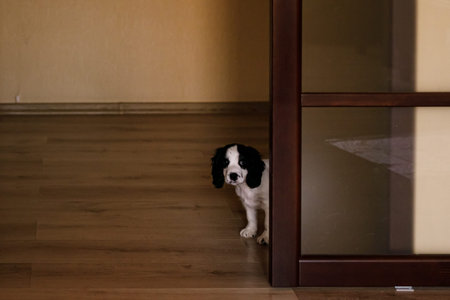 Small spaniel puppy running around the room at home, ears flying in all directions.