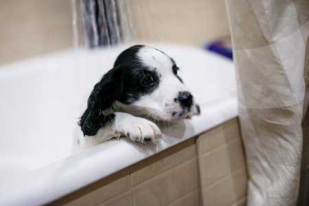 White spaniel puppy freshly bathed, wet, looking out of the bathtub.の写真素材