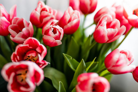 Large bouquet of pink tulips at home on March 8.