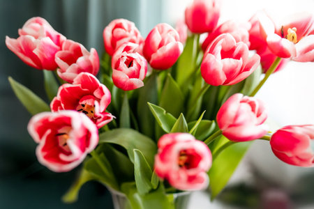 Large bouquet of pink tulips at home on March 8.の写真素材