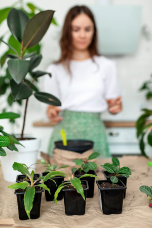 Young woman transplants houseplant into flower potの写真素材