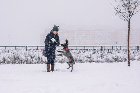 A teenage girl walking her dog outside in winter. Russian spaniel runs with flapping ears in the snow and plays.の写真素材