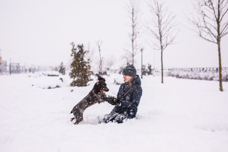 A teenage girl walking her dog outside in winter, throwing snowballs at her. A spaniel runs with flapping ears in the snow and plays.の写真素材